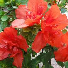 Load image into Gallery viewer, Bonsai Red Azalea - 30cm