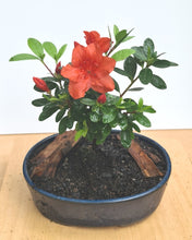 Load image into Gallery viewer, Bonsai - Red Azalea 30cm