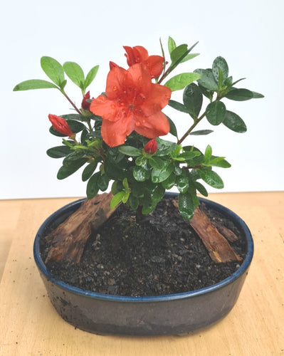 Bonsai - Red Azalea 30cm