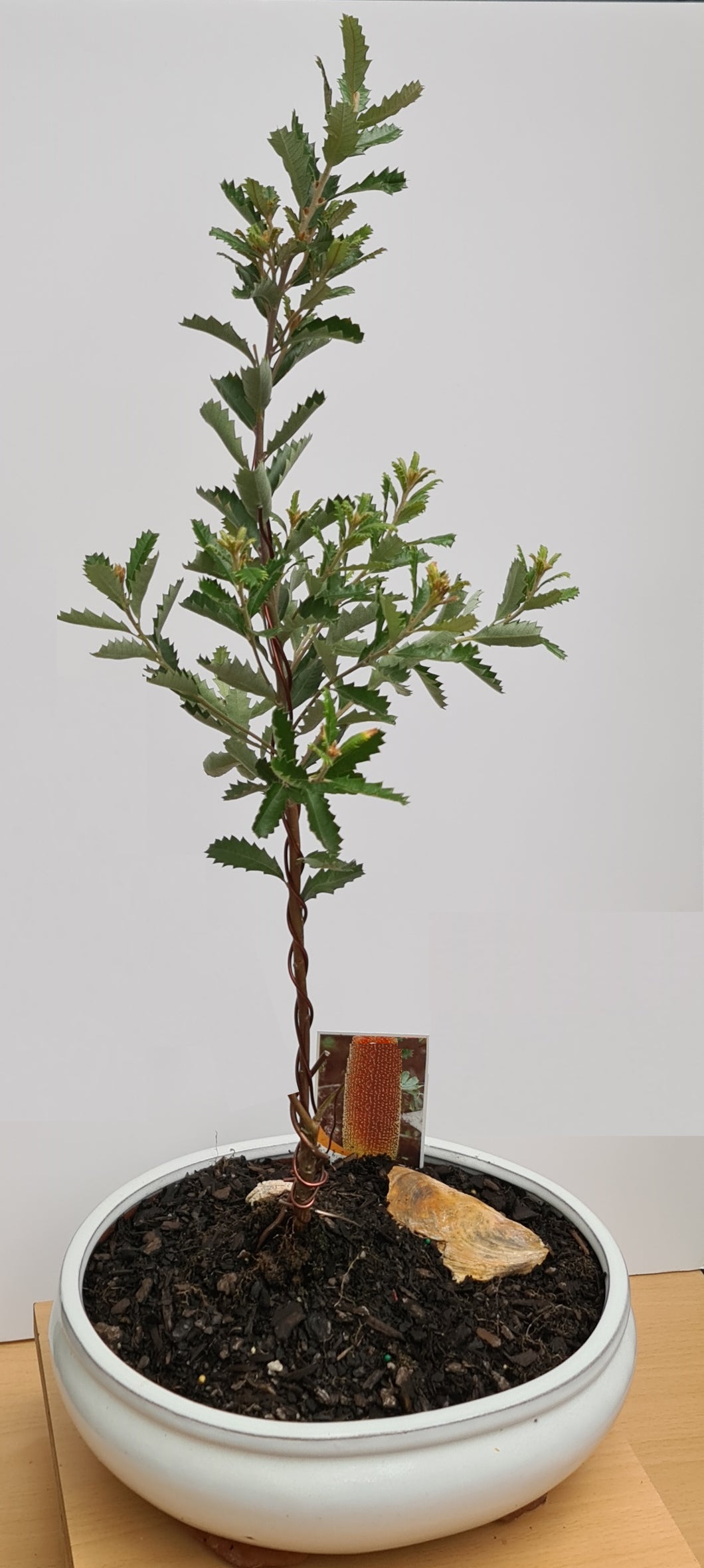 Bonsai Banksia Praemorsa - 70cm