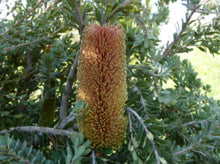 Load image into Gallery viewer, Bonsai Banksia Praemorsa - 70cm
