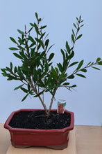 Load image into Gallery viewer, Bonsai Red Bottlebrush Callistemon Endeavour - 60cm