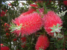 Load image into Gallery viewer, Bonsai Red Bottlebrush Callistemon Endeavour - 60cm