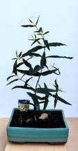 Load image into Gallery viewer, Bonsai Sydney Red Gum Angaphora Costata - 70cm
