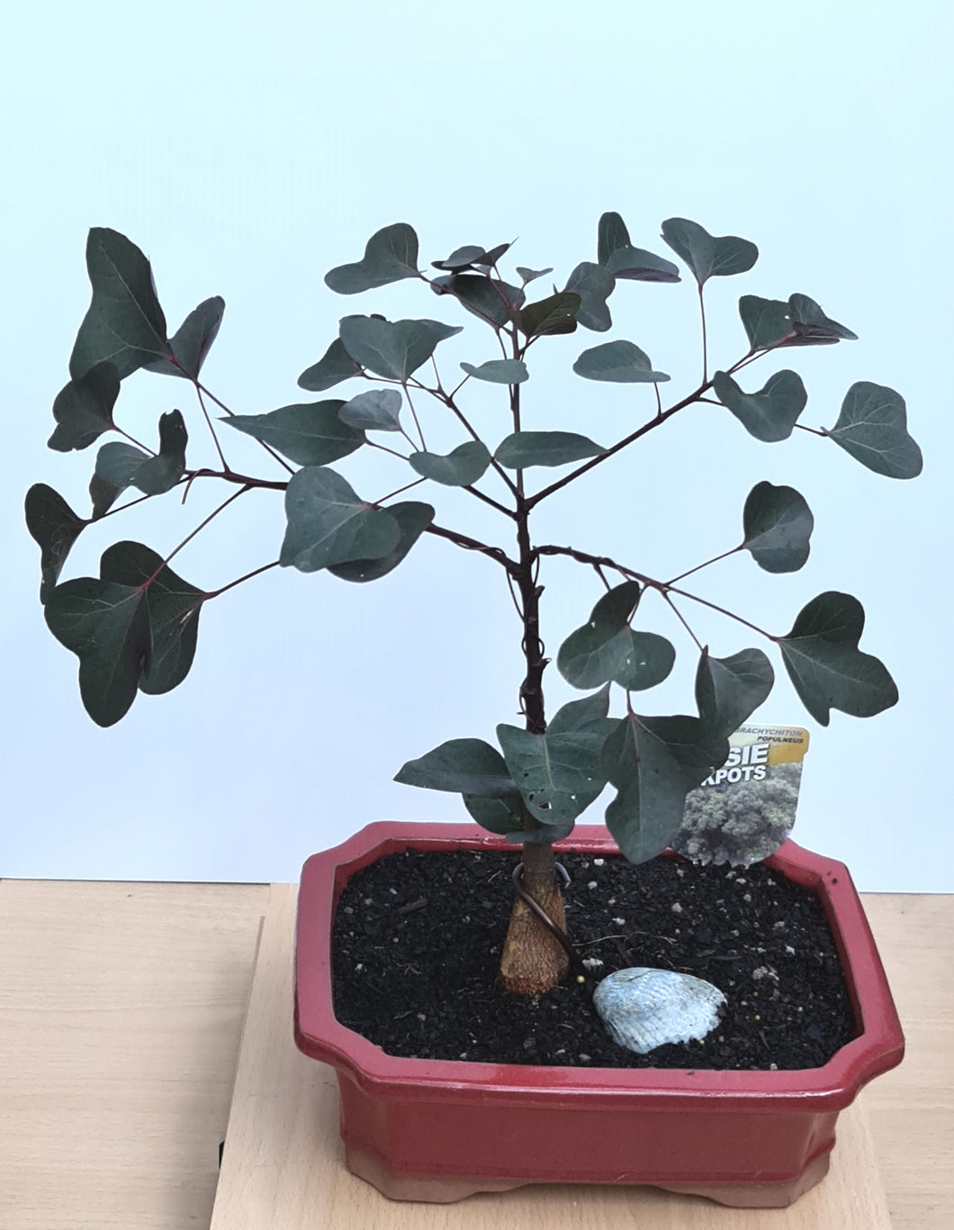 Bonsai - The Bottle Tree - Kurrajong Brachychiton Populneus - 70cm