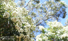Load image into Gallery viewer, Bonsai Sydney Red Gum Angaphora Costata - 70cm