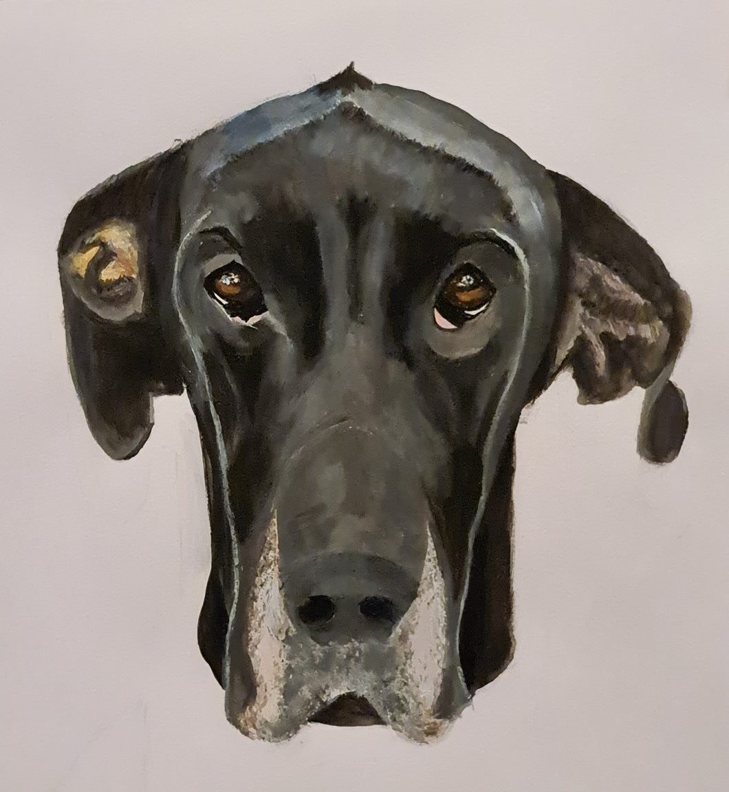 Hand Painted - Great Dane Mastiff Cross Dog Portrait